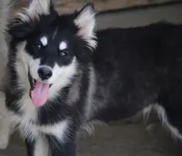 Dash , a male Pomsky for sale in Lancaster, OH – 2 of 9