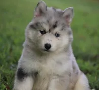Skippy, a male Pomsky for sale in Lancaster, OH – 5 of 9