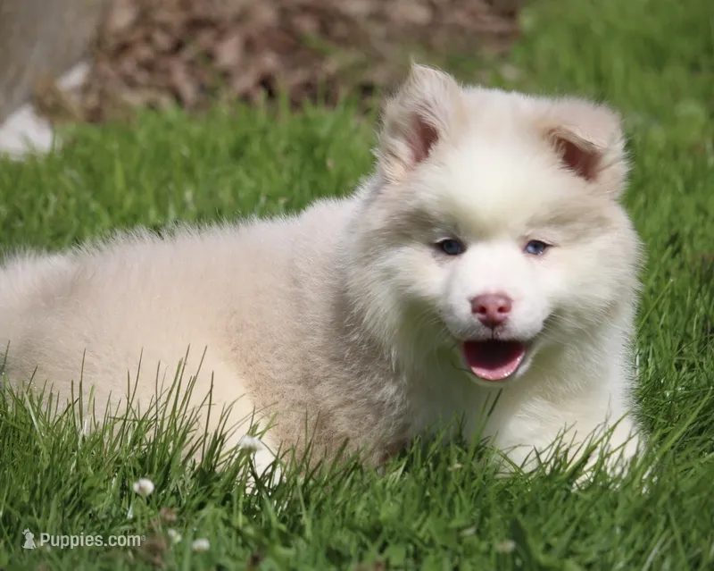 Max – Pomsky puppy for sale in Lancaster, OH