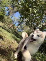 Holly, a female Pomsky for sale in Lancaster, OH – 5 of 5