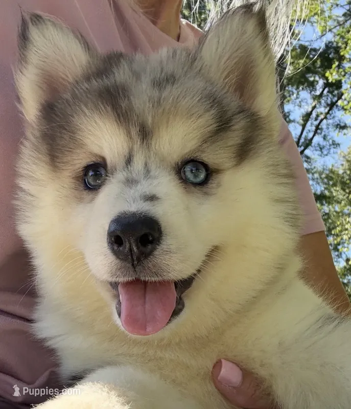 Holly – Pomsky puppy for sale in Lancaster, OH