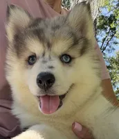 Holly, a female Pomsky for sale in Lancaster, OH – 1 of 10