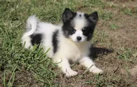 Minnie , a female Pomsky for sale in Lancaster, OH – 3 of 5