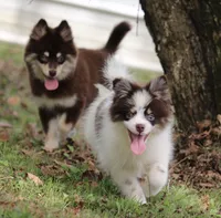 Nugget, a male Pomsky for sale in Lancaster, OH – 3 of 9