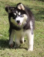 Shayla , a female Pomsky for sale in Lancaster, OH – 3 of 10