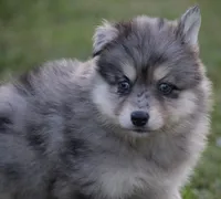 Spunky , a male Pomsky for sale in Lancaster, OH – 5 of 5