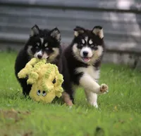 Shayla , a female Pomsky for sale in Lancaster, OH – 10 of 10