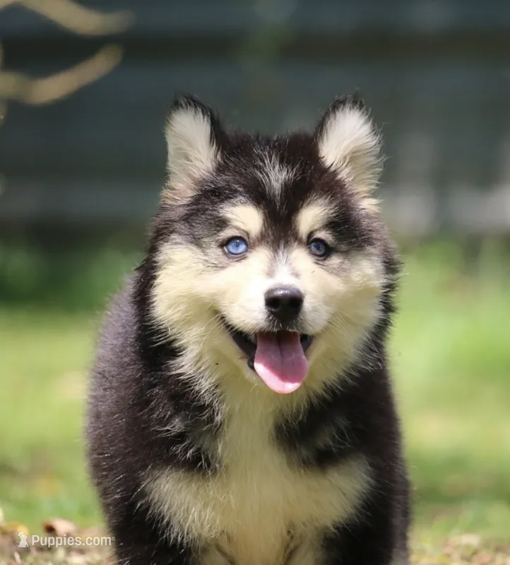 Major  – Pomsky puppy for sale in Lancaster, OH