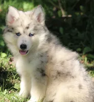 Skippy, a male Pomsky for sale in Lancaster, OH – 3 of 9