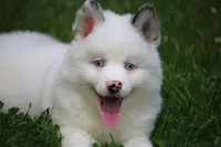 Prince , a male Pomsky for sale in Lancaster, OH – 6 of 10
