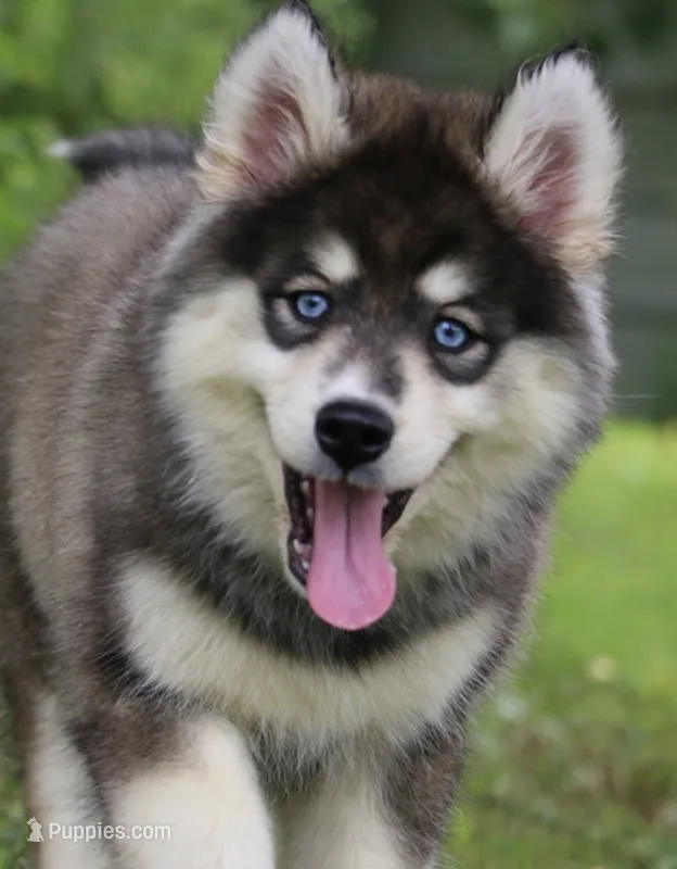 Daisy – Pomsky puppy for sale in Lancaster, OH