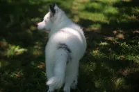 Prince , a male Pomsky for sale in Lancaster, OH – 2 of 10