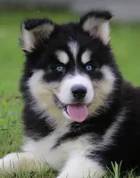 Shayla , a female Pomsky for sale in Lancaster, OH – 5 of 5