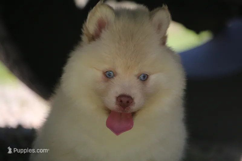 Cotton – Pomsky puppy for sale in Lancaster, OH