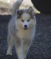 Marshmellow, a female Pomsky for sale in Lancaster, OH – 3 of 9