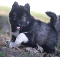 Spice, a female Pomsky for sale in Lancaster, OH – 4 of 7