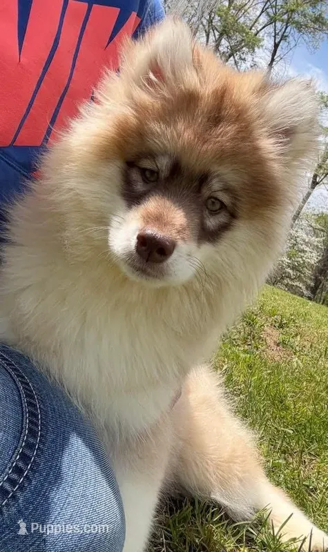 Jodee – Pomsky puppy for sale in Lancaster, OH