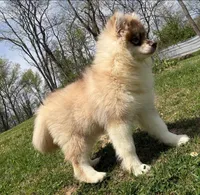 Jodee, a female Pomsky for sale in Lancaster, OH – 2 of 2
