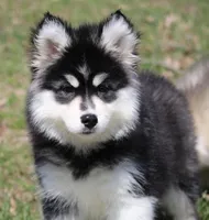 Ella, a female Pomsky for sale in Lancaster, OH – Photo 2 of 4