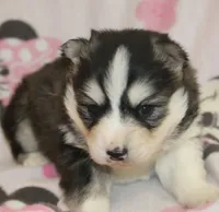 processed/6ca180fc-7f37-4648-817e-e89e0fd8d599/listing/c725da58-6512-4c6a-8f95-55f65f63efef/3d9b0e2b-8ff0-467b-932a-d5becacda80c