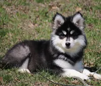 Ella, a female Pomsky for sale in Lancaster, OH – Photo 3 of 4