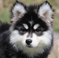 Ella, a female Pomsky for sale in Lancaster, OH – Photo 1 of 4