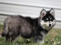 Ella, a female Pomsky for sale in Lancaster, OH – Photo 4 of 4