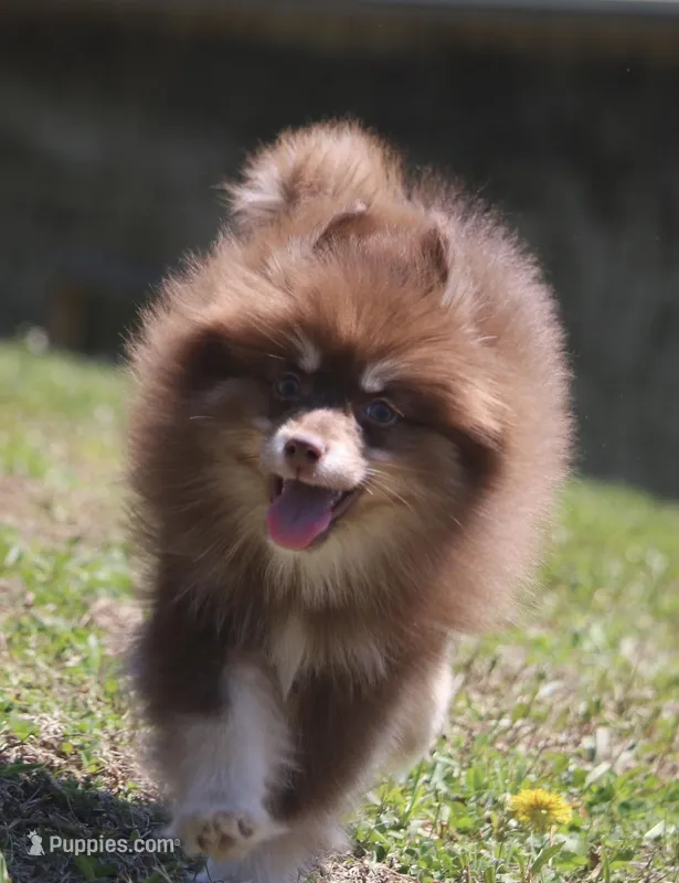 Kisses – Pomsky puppy for sale in Lancaster, OH