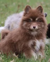Kisses, a female Pomsky for sale in Lancaster, OH – Photo 2 of 4