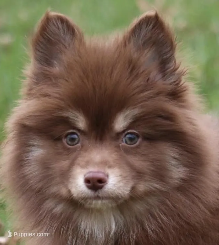 Kisses – Pomsky puppy for sale in Lancaster, OH