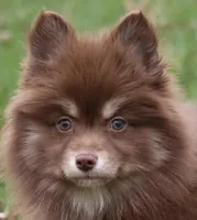 Kisses, a female Pomsky for sale in Lancaster, OH – Photo 1 of 4