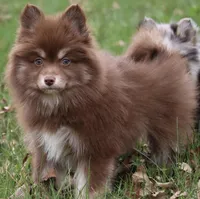 Kisses, a female Pomsky for sale in Lancaster, OH – Photo 3 of 4