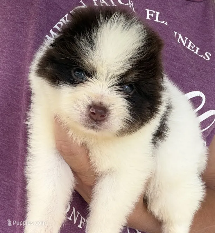 Nugget – Pomsky puppy for sale in Lancaster, OH
