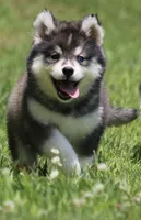 Dakota , a male Pomsky for sale in Lancaster, OH – 2 of 10