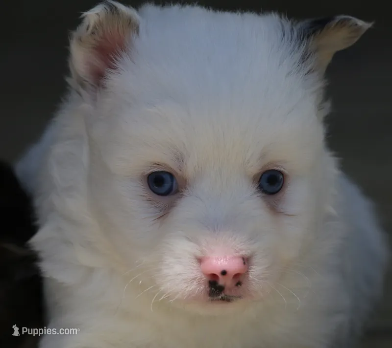 Prince  – Pomsky puppy for sale in Lancaster, OH