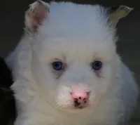 Prince , a male Pomsky for sale in Lancaster, OH – 1 of 4