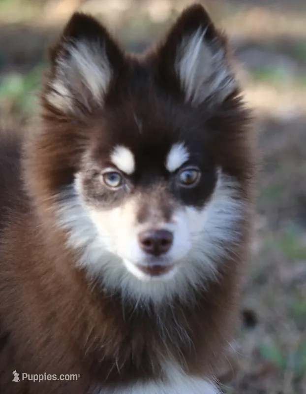Louise – Pomsky puppy for sale in Lancaster, OH