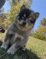 Sparky, a male Pomsky for sale in Lancaster, OH – 2 of 6