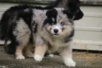 Swirl , a female Pomsky for sale in Lancaster, OH – 3 of 5