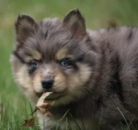 Checkers, a male Pomsky for sale in Lancaster, OH – Photo 3 of 6