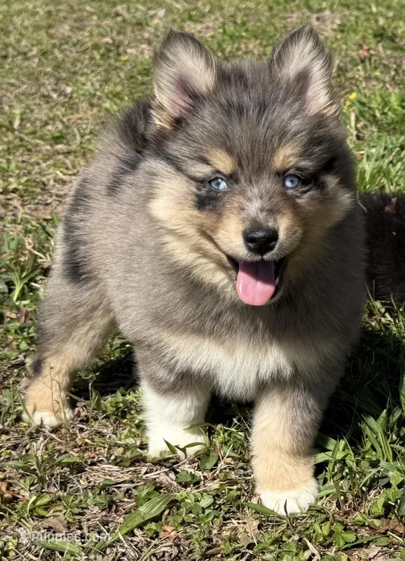 Checkers – Pomsky puppy for sale in Lancaster, OH
