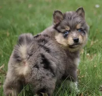 Checkers, a male Pomsky for sale in Lancaster, OH – Photo 4 of 6