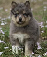 Checkers, a male Pomsky for sale in Lancaster, OH – Photo 6 of 6
