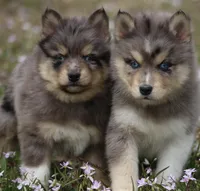 Checkers, a male Pomsky for sale in Lancaster, OH – Photo 2 of 6