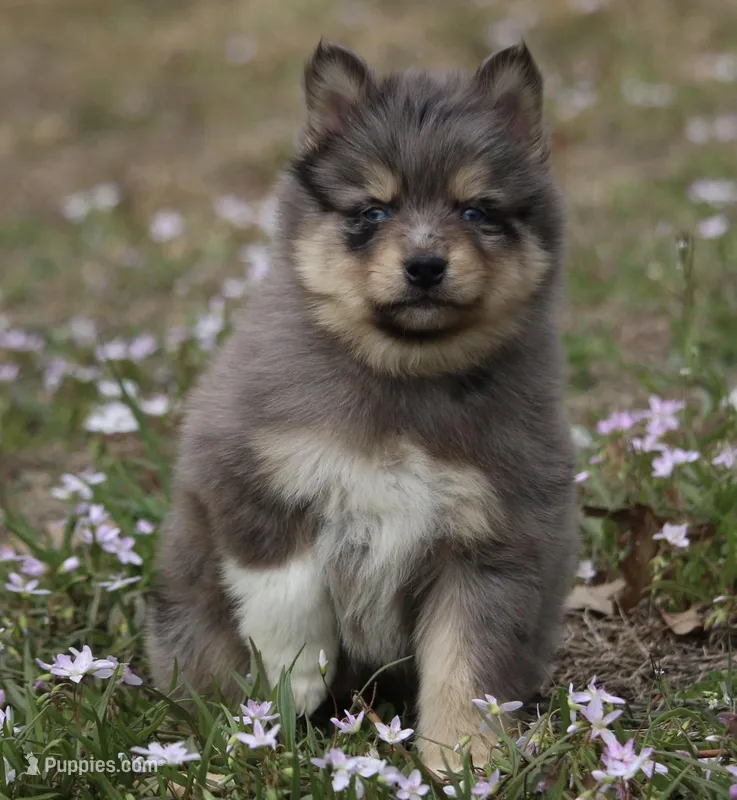 Checkers – Pomsky puppy for sale in Lancaster, OH