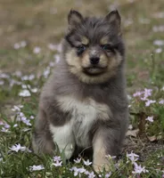 Checkers, a male Pomsky for sale in Lancaster, OH – Photo 1 of 6