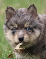 Checkers, a male Pomsky for sale in Lancaster, OH – Photo 5 of 6