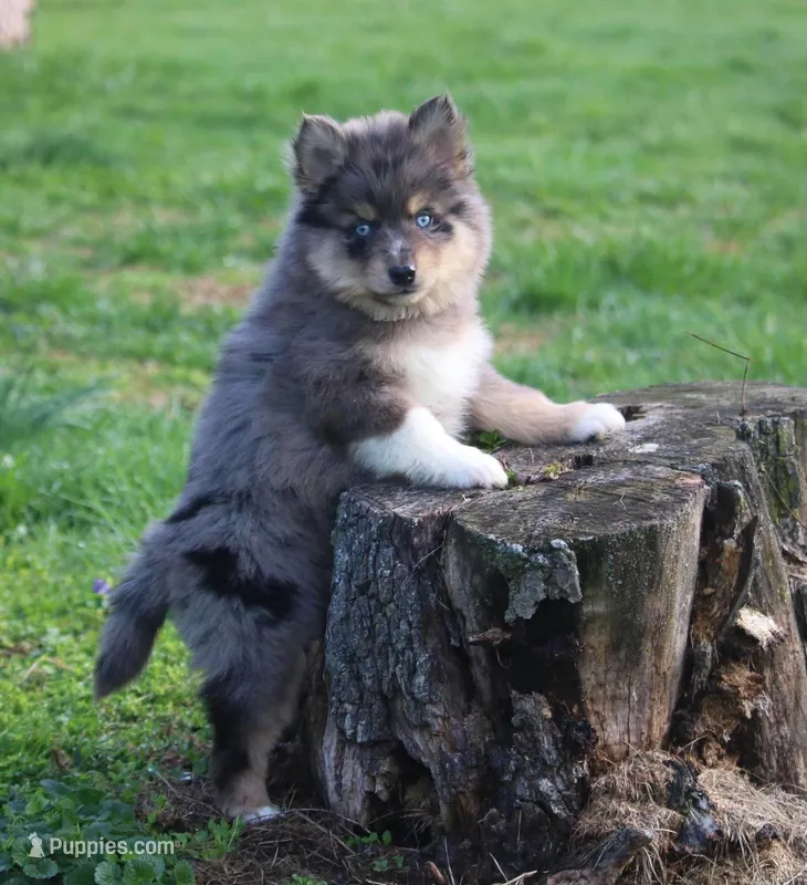 Checkers – Pomsky puppy for sale in Lancaster, OH