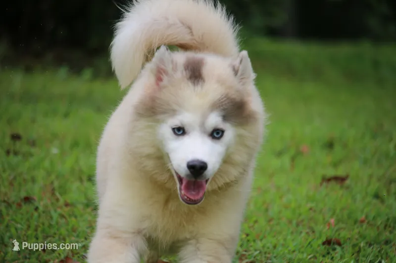 Merle – Pomsky puppy for sale in Lancaster, OH
