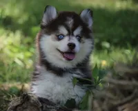Dee, a female Pomsky for sale in Lancaster, OH – 3 of 5
